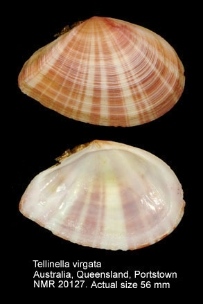 Tellinella virgata.jpg - Tellinella virgata(Linnaeus,1758)